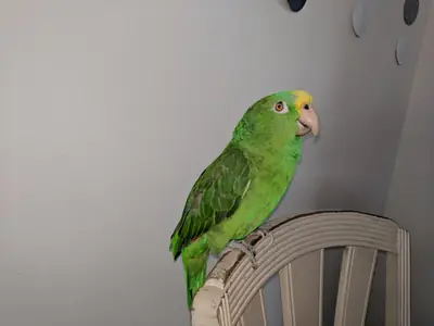 Loro amazona curioso acostumbrado a escuchar conversaciones