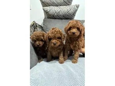 Cachorro poodle toy marrón criado en ambiente familiar