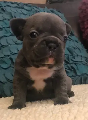 Adorable french bulldog puppies