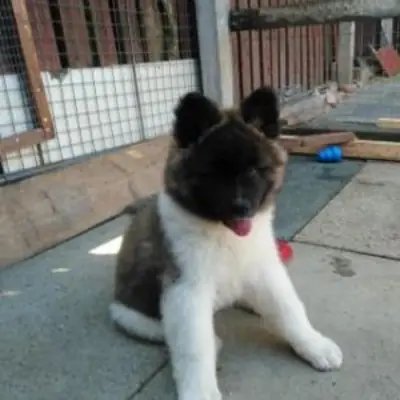 Jolis chiots Akita
