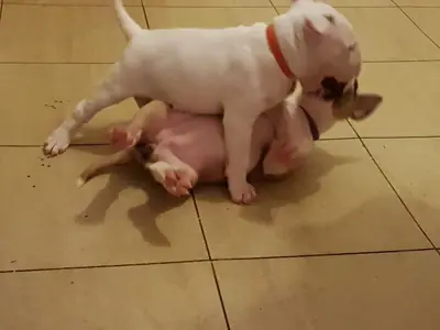 Outstanding Bull Terrier puppies*Arkansas*