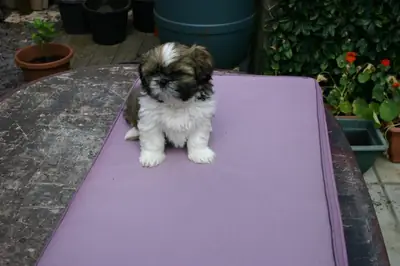 Home Trained Shih Tzu Puppies
