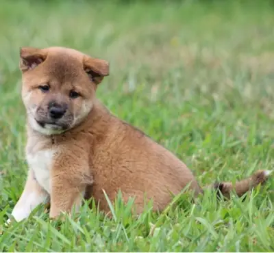Adorable registered Shiba Inu puppies