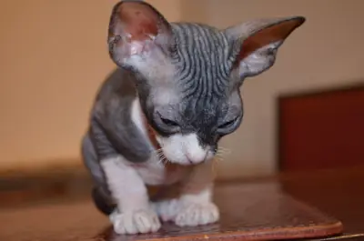 Şirin Sphynx Yavru Kediler