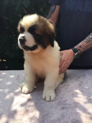 saint bernard yavruları