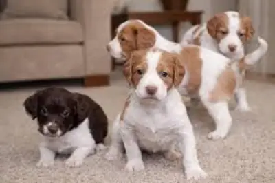 brittany puppies for adoption