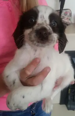cocker spanier puppies