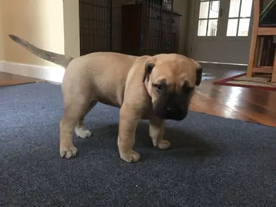 cachorros maltiff para Navidad