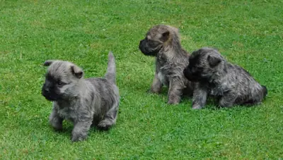 cairrn terrier puppies for adoption