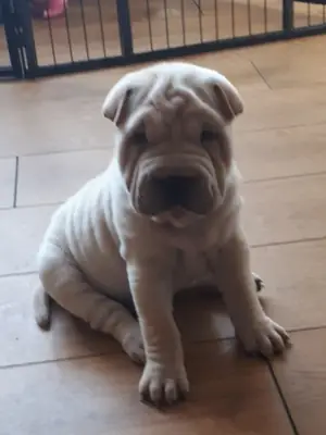 shei pie puppies for adoption