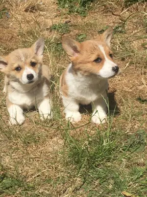 Pembroke Welsh Corgi for Rehoming