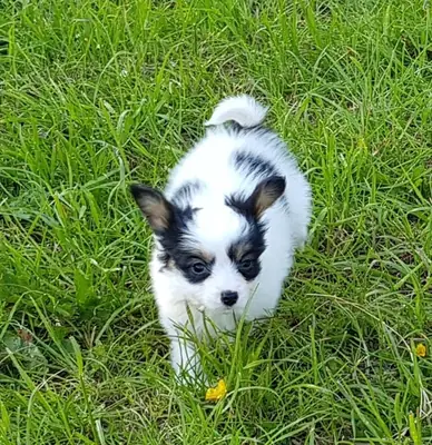 potty train Papillon puppies