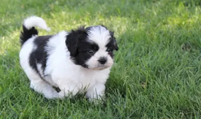 Shih Poo puppies