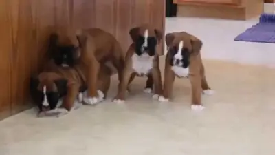 Christmas Boxer Puppies Ready