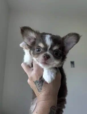 Beautiful trained chihuahua puppies for sale 