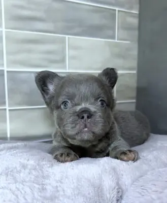 健康的蓝色法国斗牛犬幼犬
