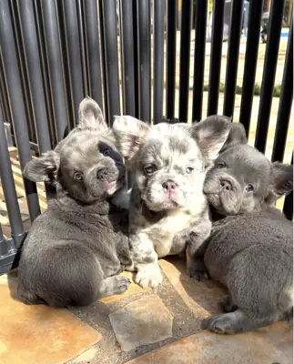 Cachorros de bulldog francés azules saludables