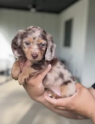 训练好的腊肠犬幼犬，准备好去新家了。