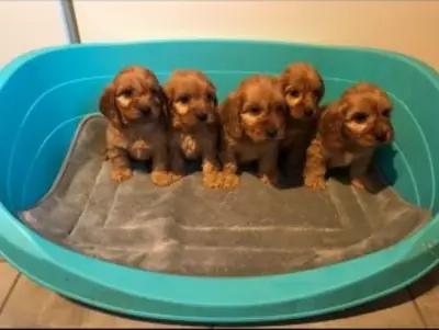 Cockapoo puppies male and female