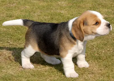 lovely beagle puppies ready for adoption