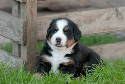 male and female Bernese Mountain pups