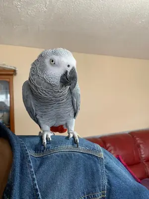 Pair of Talking African Grey Parrots