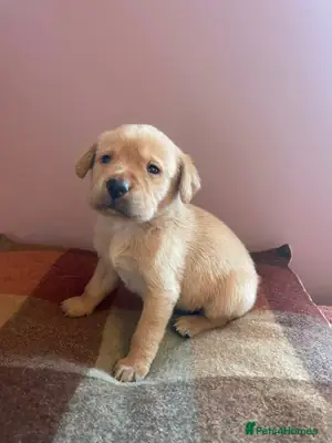 Cute golden retriever puppy for adoption 