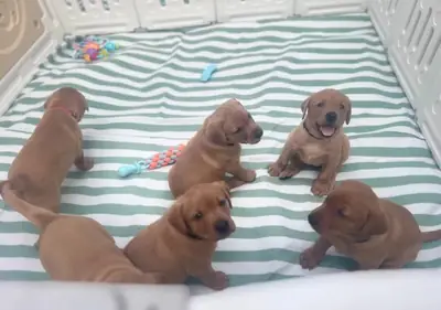 Şirin Labrador retriever yavruları