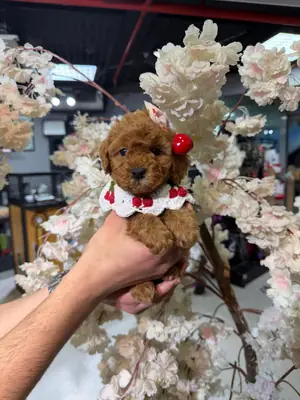 TOY POODLE SEVİMLİ YAVRULAR 