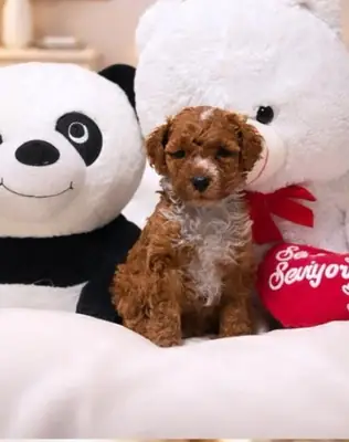 TOY POODLE SEVİMLİ YAVRULAR 