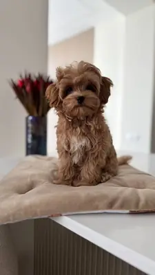 TOY POODLE SEVİMLİ YAVRULAR 