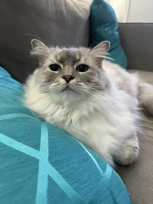 Gato ragdoll muy tranquilo criado en casa