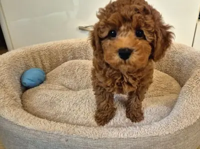 Cachorro poodle toy marrón criado con cuidados