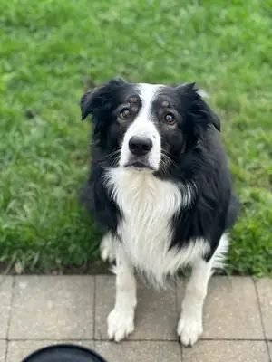 Border collie activo acostumbrado a convivir con personas