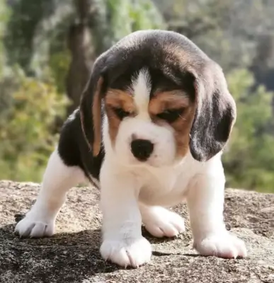 赠送比格犬幼犬