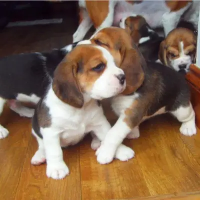 赠送比格犬幼犬 6