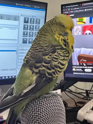 A domestic budgie accustomed to people