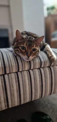 Активная бенгальская кошка для жизни в квартире