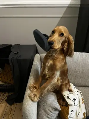 Добрый кокер спаниель привыкший к семейной жизни