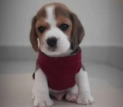 赠送比格犬幼犬