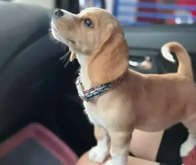 免费比格犬幼犬