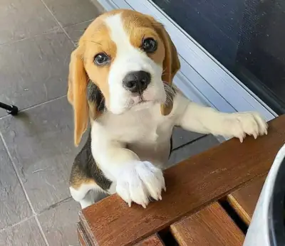 赠送比格犬幼犬