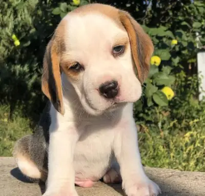 赠送比格犬幼犬