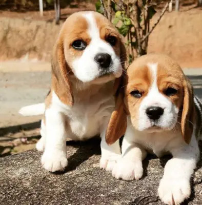 免费比格犬幼犬