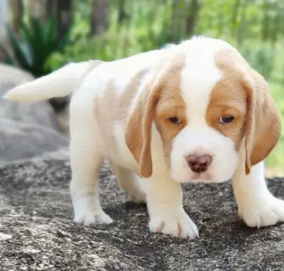 赠送比格犬幼犬