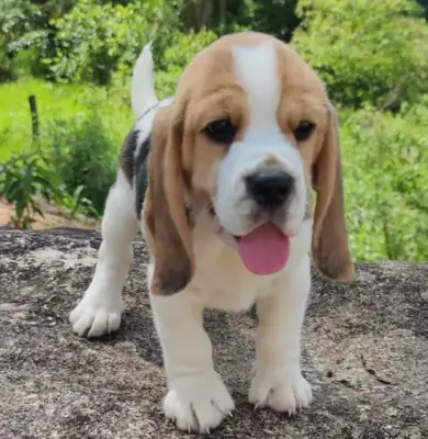 赠送比格犬幼犬