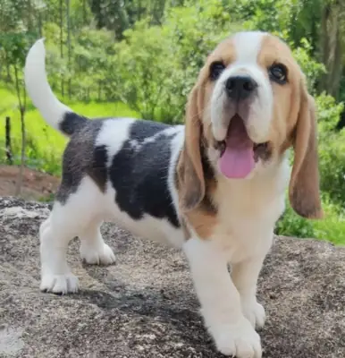 Regalo Cachorros de Beagle lista s