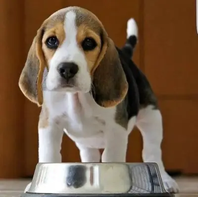 Cadeau Chiots Beagle