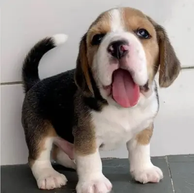 赠送比格犬幼犬