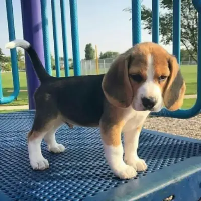 赠送比格犬幼犬